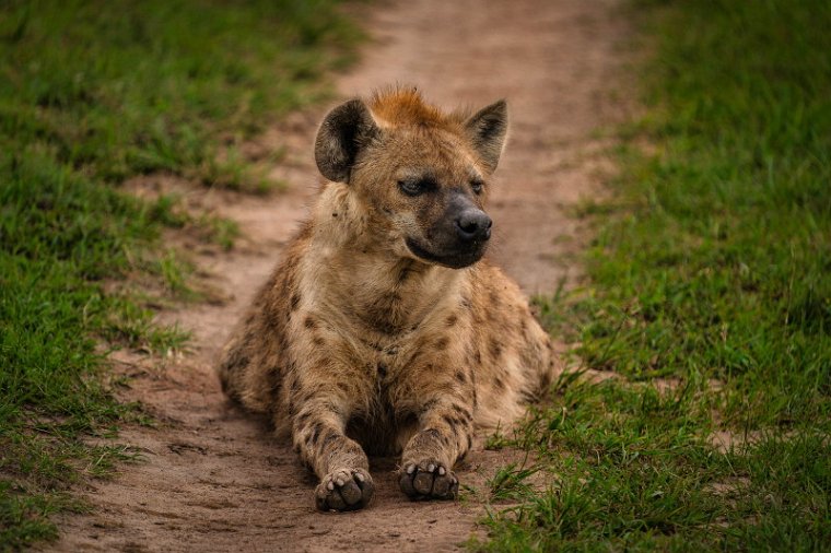 136 Masai Mara, gevlekte hyena.jpg